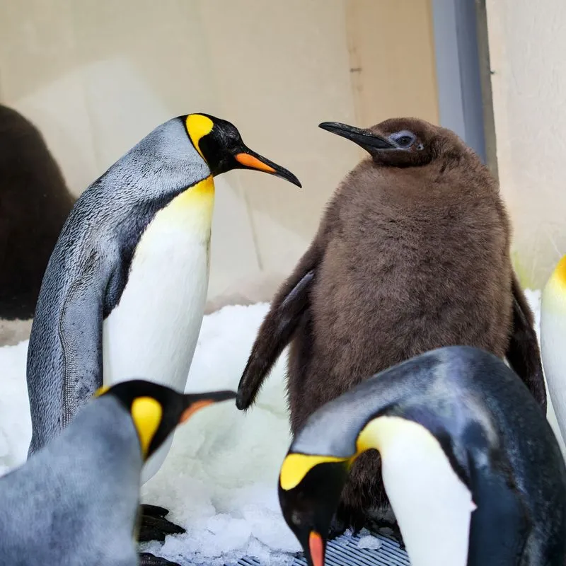 Pesto the Baby Penguin Debuts at SEA LIFE Melbourne